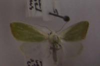 Earias clorana