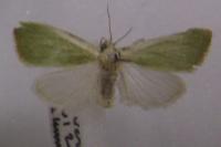 Earias clorana
