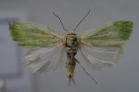 Earias clorana