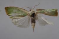 Earias clorana