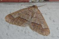 Phigaliohybernia marginaria