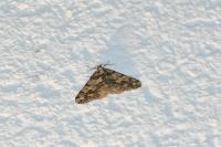 Agriopis leucophaearia