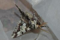 Biston strataria