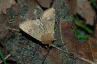 Orthosia cruda