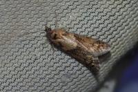 Tortricodes alternella