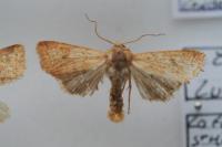 Sunira circellaris