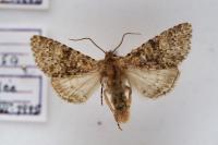 Polymixis flavicincta