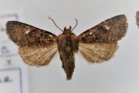 Dryobota labecula