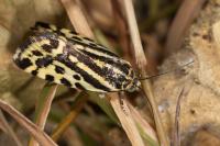 Emmelia trabealis