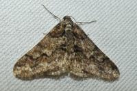 Agriopis leucophaearia