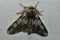Biston strataria