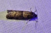 Tortricodes alternella