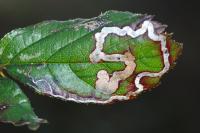 Stigmella aurella
