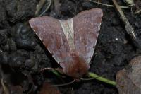 Cerastis rubricosa