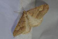 Phigaliohybernia marginaria