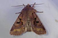 Orthosia gothica