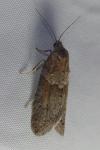 Tortricodes alternella
