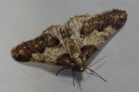 Agriopis leucophaearia