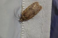 Agonopterix