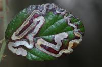 Stigmella aurella