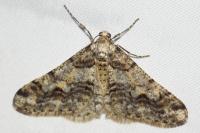 Agriopis leucophaearia