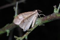 Phigaliohybernia marginaria