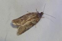 Tortricodes alternella