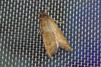 Tortricodes alternella