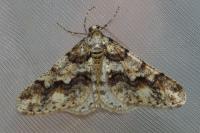 Agriopis leucophaearia