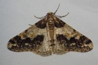 Agriopis leucophaearia
