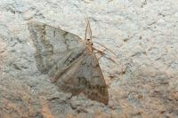 Pseudoterpna coronillaria