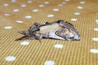 Notodonta ziczac