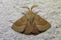 Lasiocampa trifolii