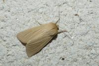 Mythimna pallens