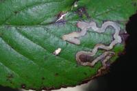 Stigmella aurella
