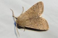 Orthosia cruda