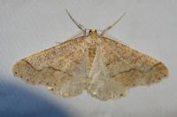 Phigaliohybernia marginaria
