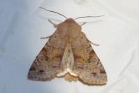 Orthosia incerta