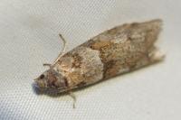 Tortricodes alternella