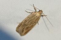 Depressaria daucella