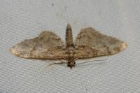 Gymnoscelis rufifasciata