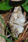 Agriopis leucophaearia