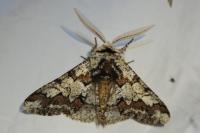 Biston strataria