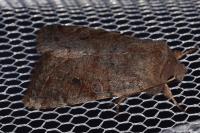 Orthosia incerta
