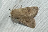 Orthosia cruda