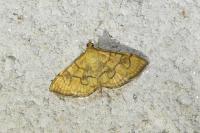 Anania verbascalis