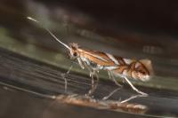 Phyllonorycter oxyacanthae