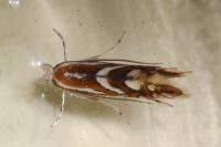 Phyllonorycter oxyacanthae