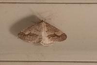 Phigaliohybernia marginaria