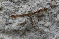 Oxyptilus